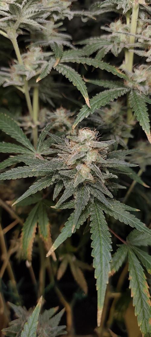 Dognabis#024P. Week 16