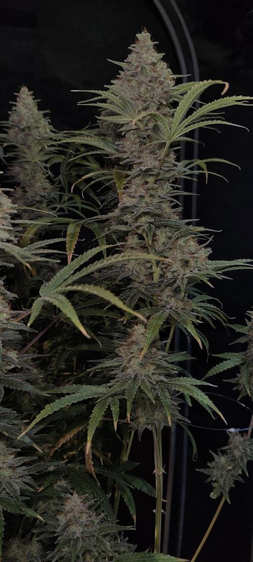 Dognabis#024P. Week 16