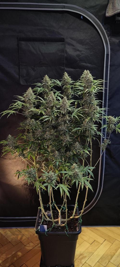 Dognabis#024P. Week 16