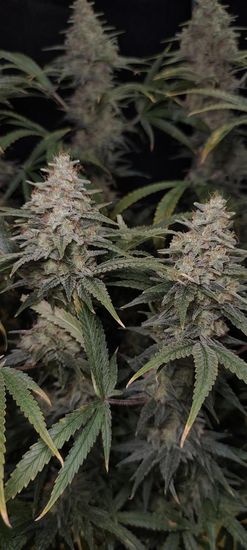 Dognabis#024P. Week 16