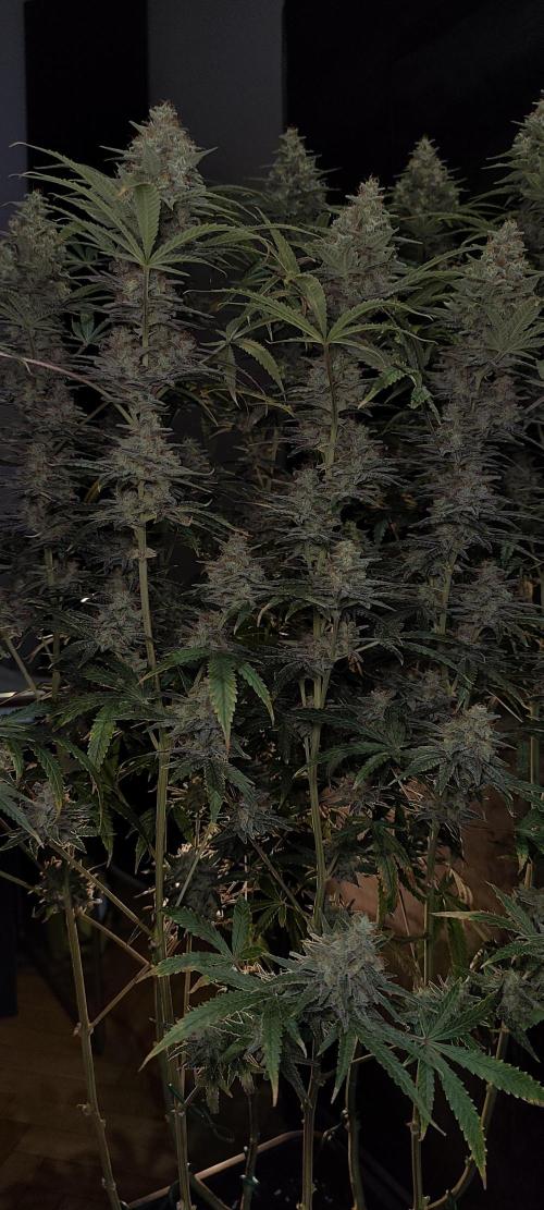 Dognabis#024P. Week 16