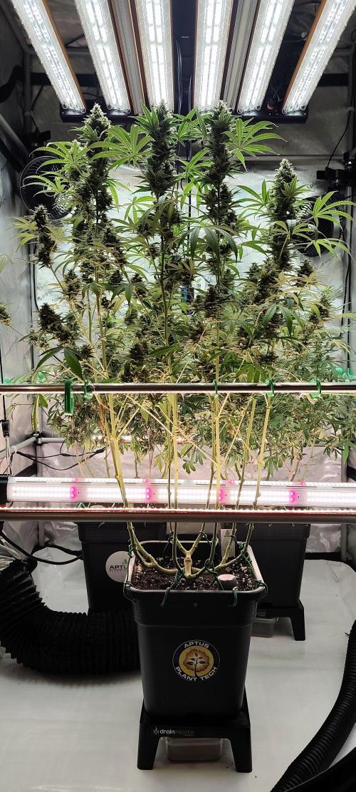 Dognabis#024P. Week 16