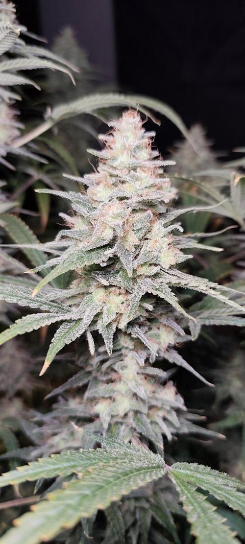 Dognabis#024P. Week 16