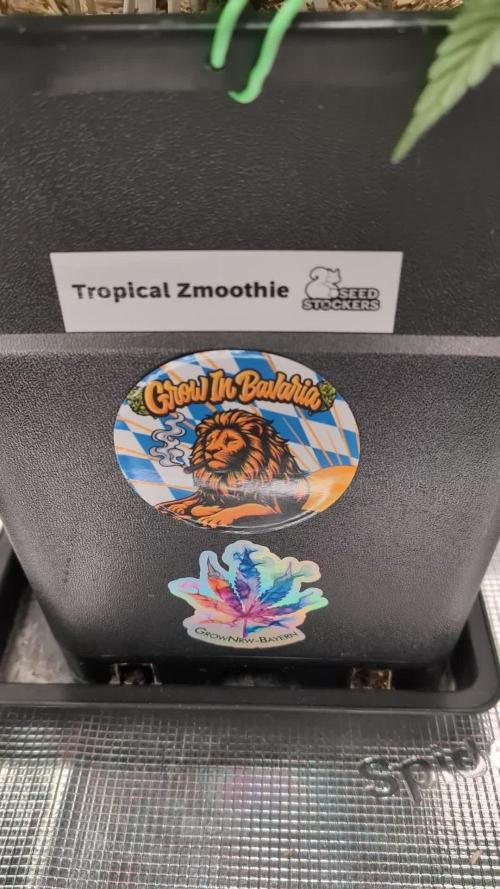 Seedstockers Tropical Zmoothie Auto