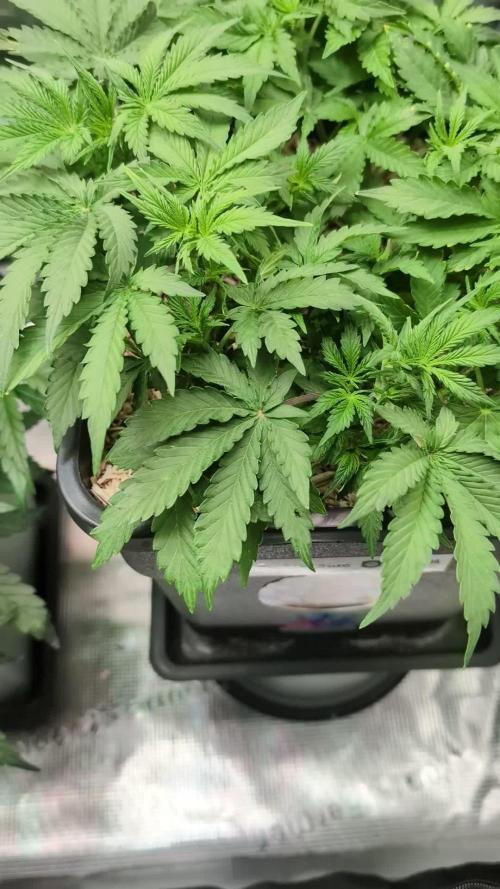 Kannabia Dosidos Auto