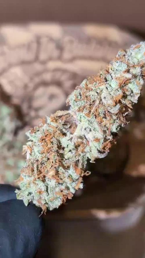 Kannabia Dosidos Auto