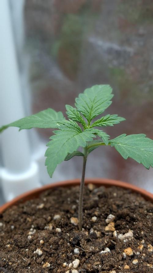 FastBuds Banana Purple Punch Auto. Week 2 - 14.05.2025 – Tag 10