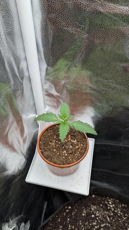 FastBuds Banana Purple Punch Auto. Week 2 - 14.05.2025 – Tag 10