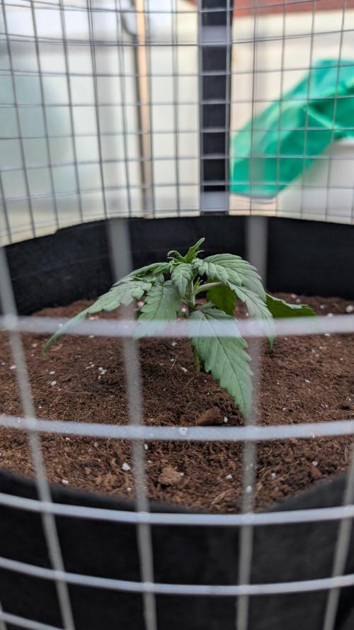 FastBuds Banana Purple Punch Auto. Week 3 - 19.05.2025 – Tag 15