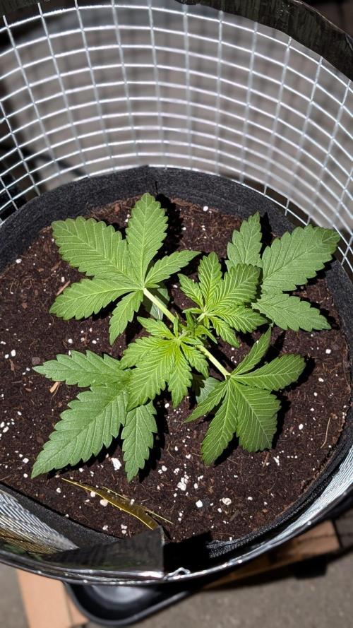 FastBuds Banana Purple Punch Auto. Week 4 - 26.05.2025 – Tag 22