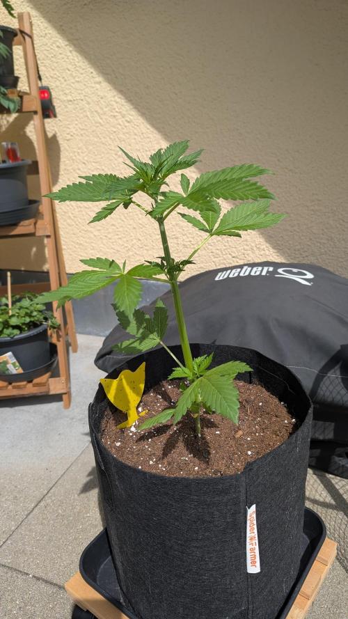 FastBuds Banana Purple Punch Auto. Week 4 - 01.06.2025 – Tag 28