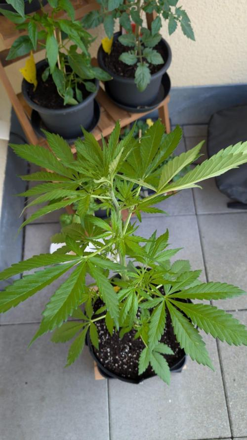 FastBuds Banana Purple Punch Auto. Week 6 - 09.06.2025 -Tag 36