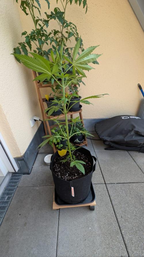 FastBuds Banana Purple Punch Auto. Week 6 - 09.06.2025 -Tag 36