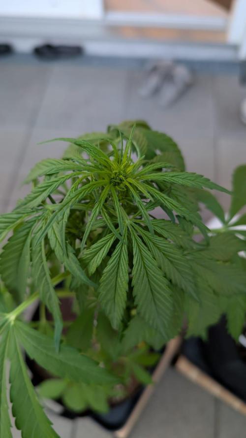 FastBuds Banana Purple Punch Auto. Week 6 - 11.06.2025 - Tage 38