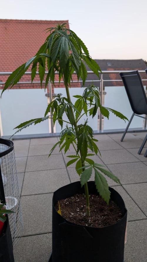 FastBuds Banana Purple Punch Auto. Week 6 - 11.06.2025 - Tage 38