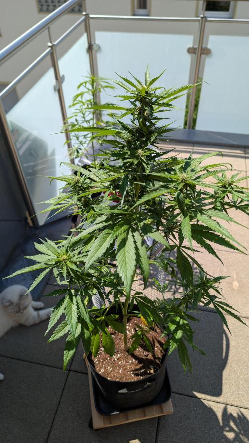 FastBuds Banana Purple Punch Auto. Week 7 - 11.06.2025 – Tag 48