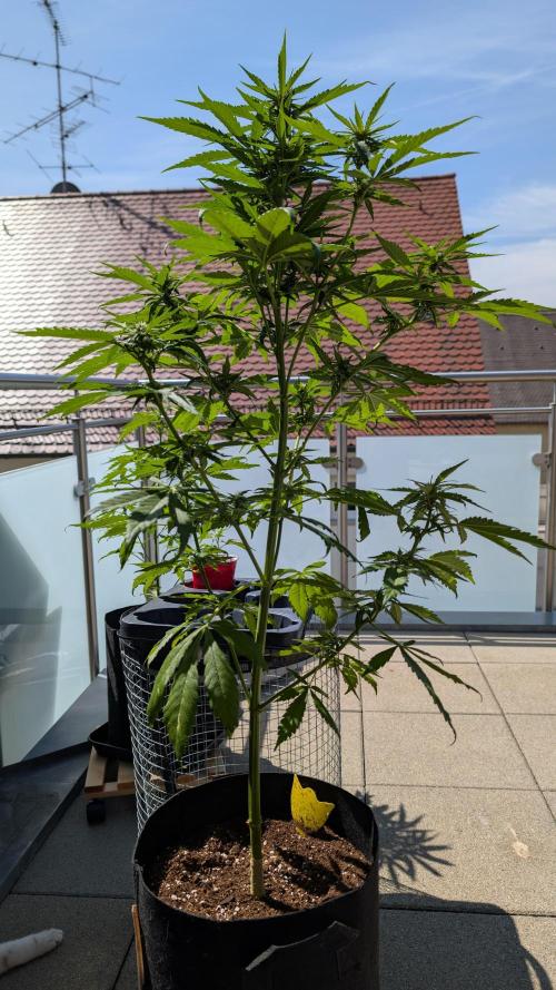 FastBuds Banana Purple Punch Auto. Week 7