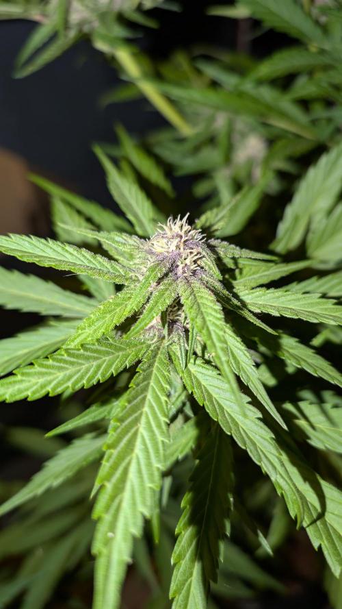 FastBuds Banana Purple Punch Auto. Week 8 - 27.06.2025 - Tag 54