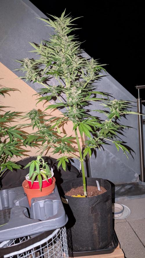 FastBuds Banana Purple Punch Auto. Week 8 - 27.06.2025 - Tag 54