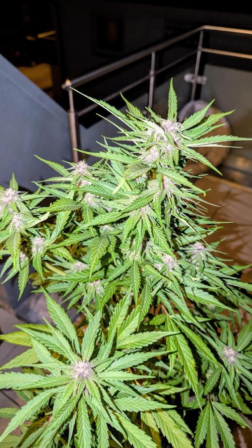 FastBuds Banana Purple Punch Auto. Week 8 - 27.06.2025 - Tag 54