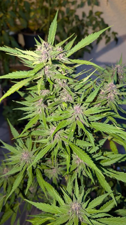 FastBuds Banana Purple Punch Auto. Week 9