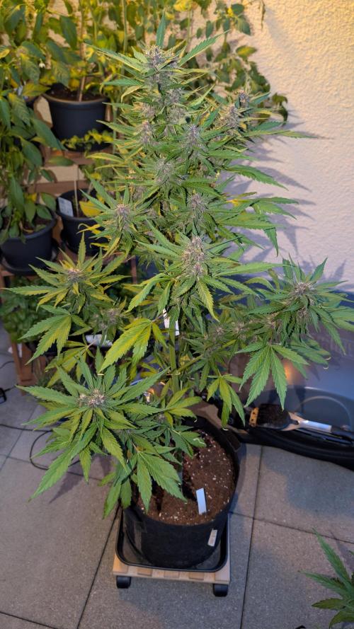 FastBuds Banana Purple Punch Auto. Week 9