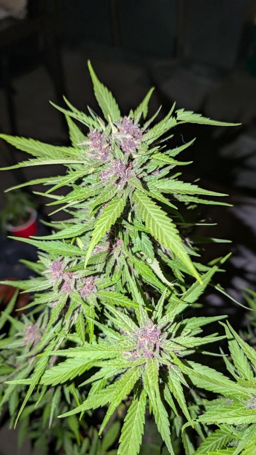 FastBuds Banana Purple Punch Auto. Week 10 - 12.07.2025 – Tag 69