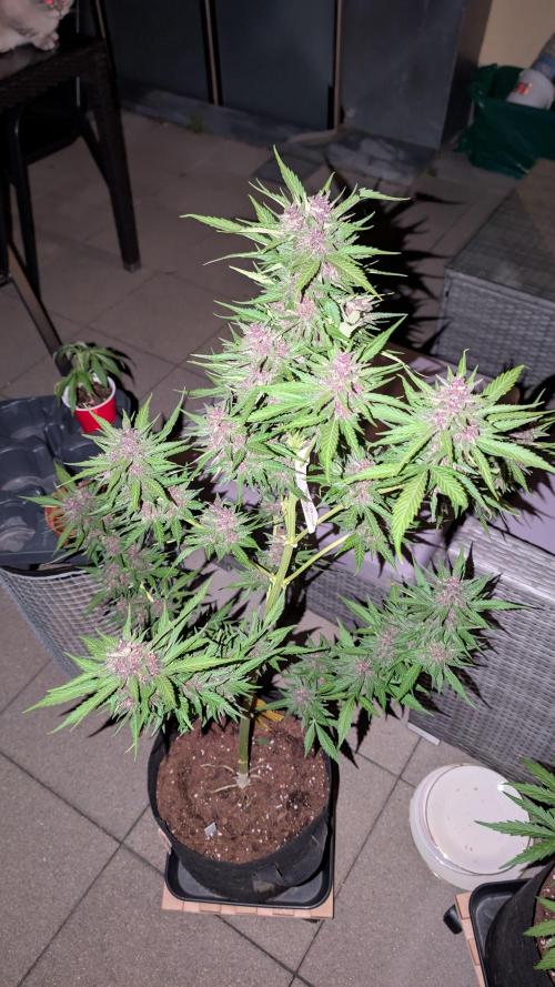 FastBuds Banana Purple Punch Auto. Week 10 - 12.07.2025 – Tag 69
