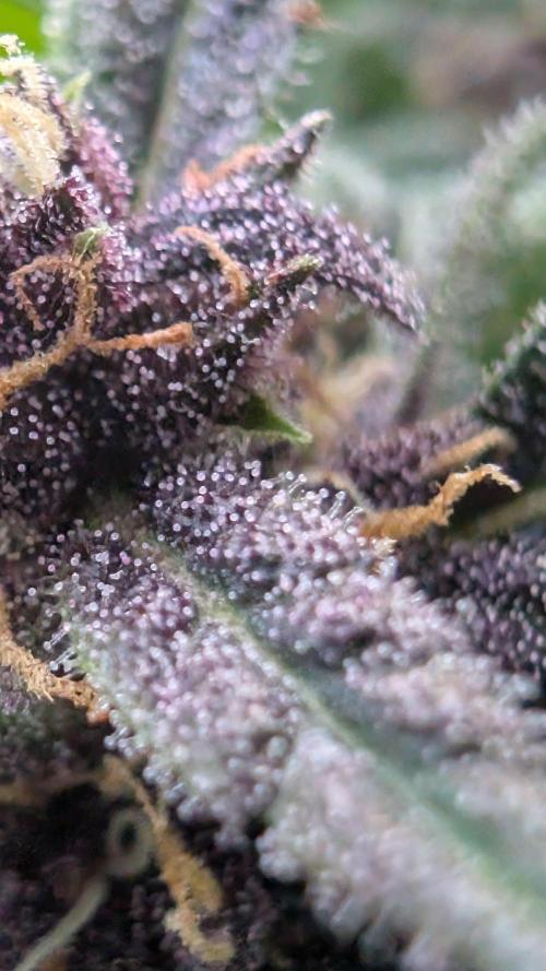 FastBuds Banana Purple Punch Auto. Week 10 - 12.07.2025 – Tag 69