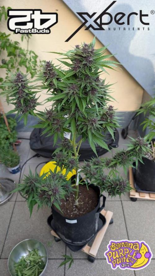 FastBuds Banana Purple Punch Auto. Week 11 - 18.07.2025 - Tag 75