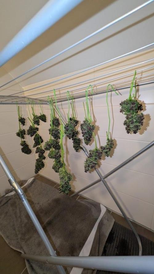 FastBuds Banana Purple Punch Auto. Week 11 - 18.07.2025 - Tag 75