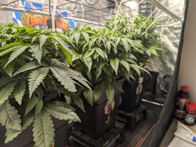 First Mineral Grow. Week 8 - 09.11.2025-BT8