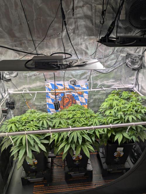 First Mineral Grow. Week 8 - 09.11.2025-BT8