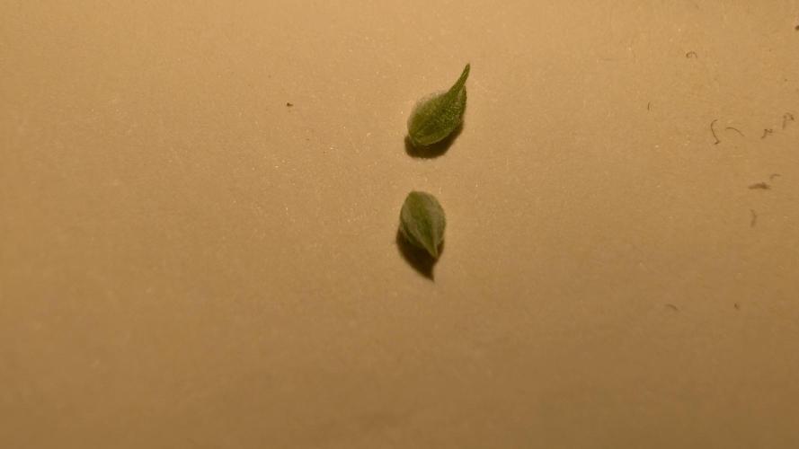 First Mineral Grow. Week 9 - 18.11.2025 – BT17