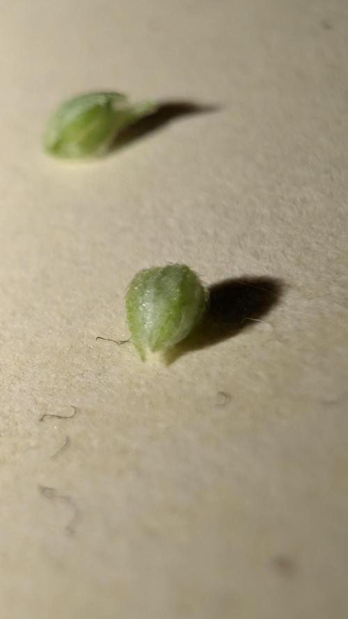 First Mineral Grow. Week 9 - 18.11.2025 – BT17