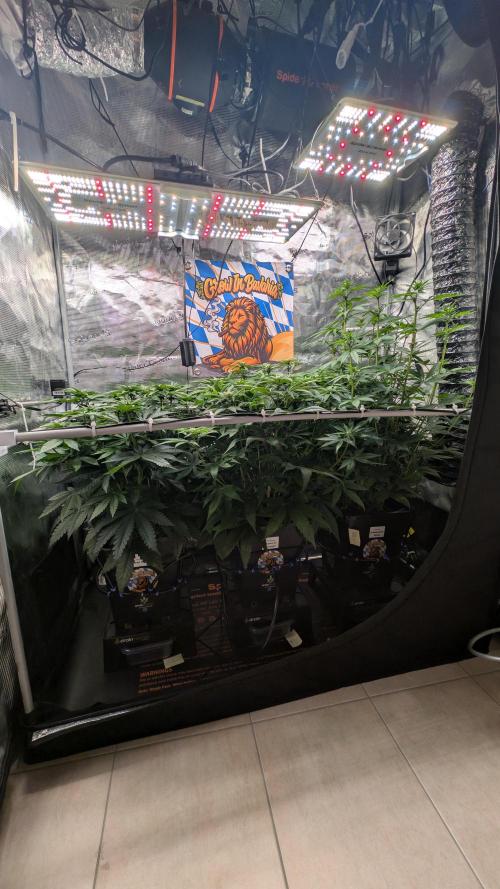 First Mineral Grow. Week 9 - 19.11.2025 – BT18