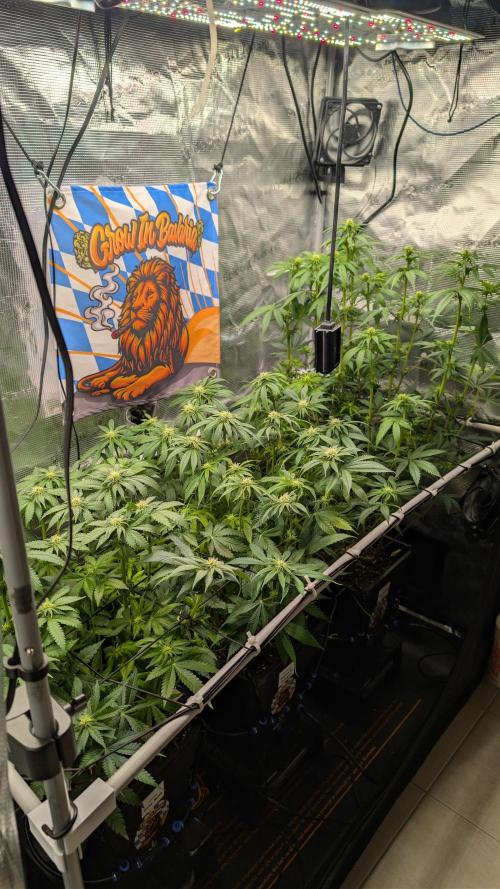 First Mineral Grow. Week 9 - 21.11.2025 – BT20