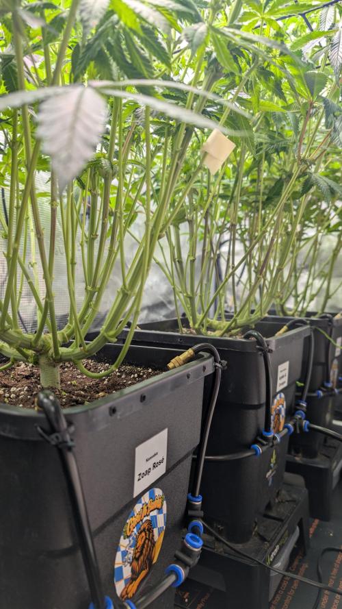 First Mineral Grow. Week 9 - 21.11.2025 – BT20