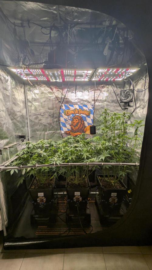 First Mineral Grow. Week 9 - 21.11.2025 – BT20