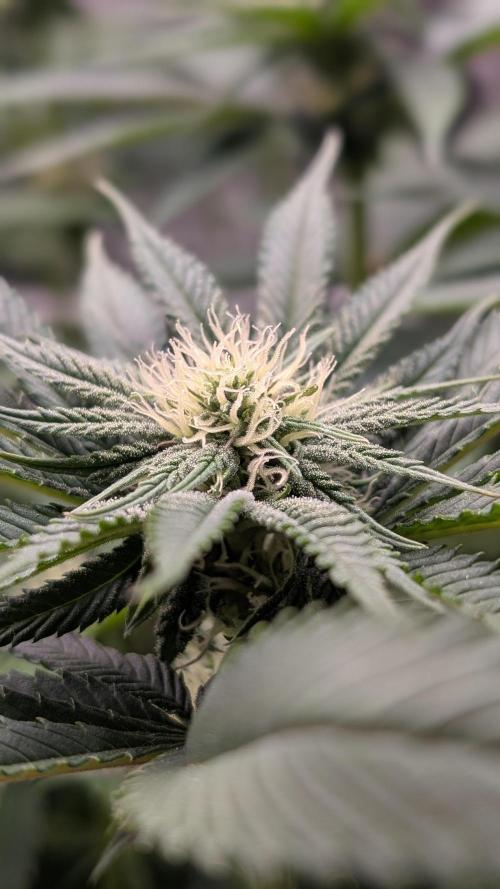 First Mineral Grow. Week 10 - 23.11.2025 – BT21