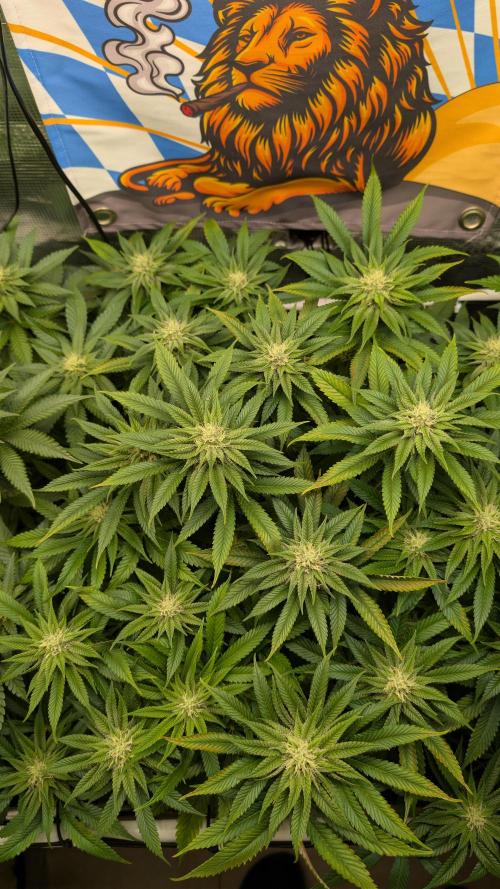 First Mineral Grow. Week 10 - 30.11.2025 – BT28