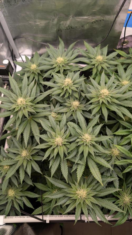 First Mineral Grow. Week 10 - 30.11.2025 – BT28