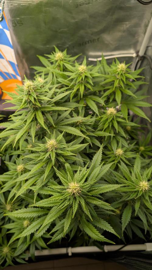 First Mineral Grow. Week 10 - 30.11.2025 – BT28