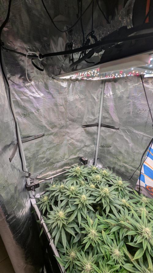 First Mineral Grow. Week 11 - 04.12.2025 – BT32