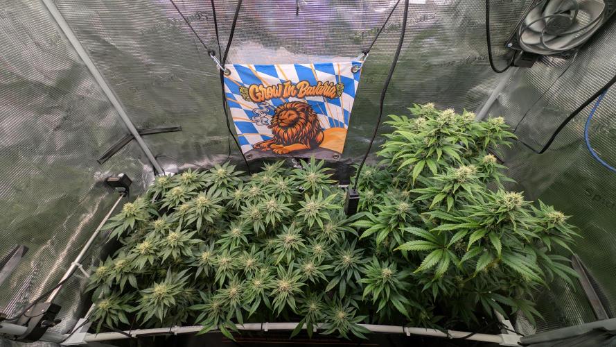 First Mineral Grow. Week 11 - 07.12.2025 – BT35