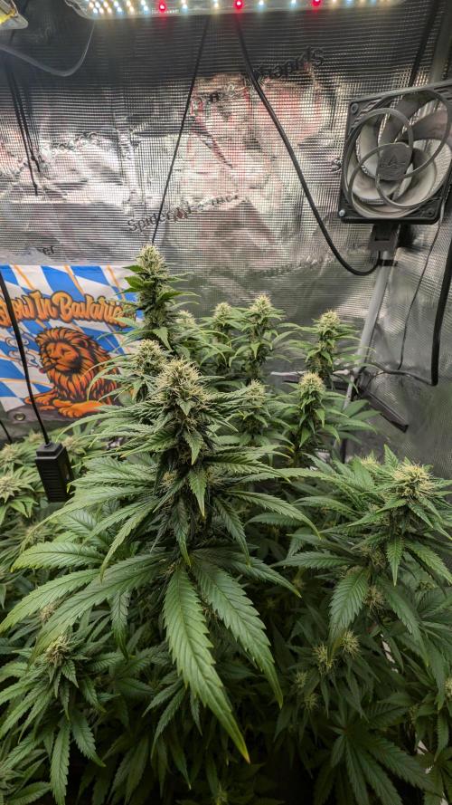 First Mineral Grow. Week 11 - 07.12.2025 – BT35