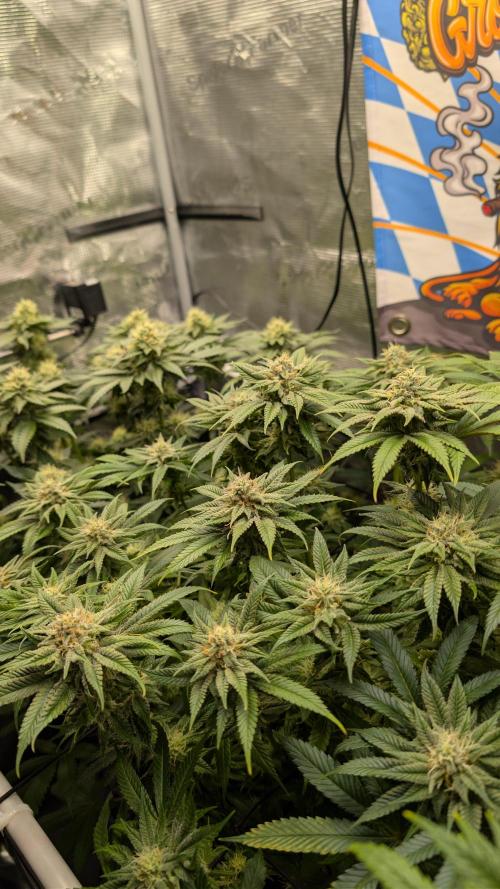 First Mineral Grow. Week 11 - 07.12.2025 – BT35