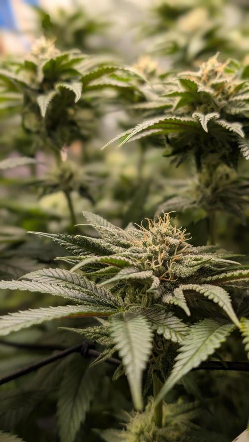 First Mineral Grow. Week 11 - 07.12.2025 – BT35