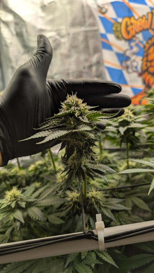 First Mineral Grow. Week 12 - 09.12.2025 – BT37