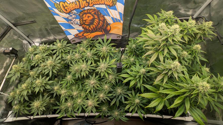 First Mineral Grow. Week 12 - 09.12.2025 – BT37